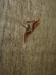 Caloptilia semifascia