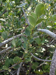 Robsonodendron maritimum