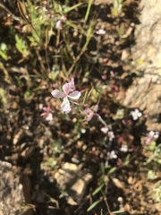 Clarkia similis