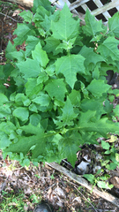 Smallanthus uvedalia