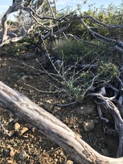 Streptanthus brachiatus