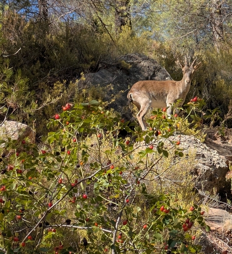 Iberian Ibex