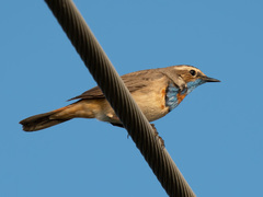 Luscinia svecica svecica