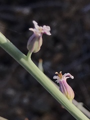 Streptanthus brachiatus