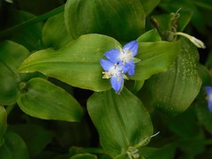 Elasis guatemalensis