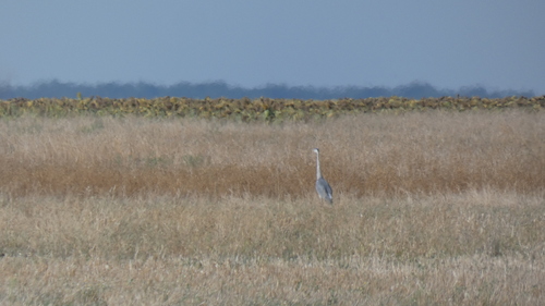 Grey Heron