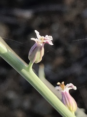 Streptanthus brachiatus