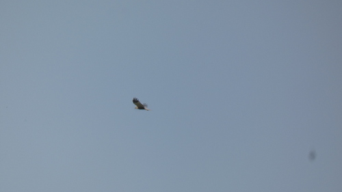 Western Marsh Harrier