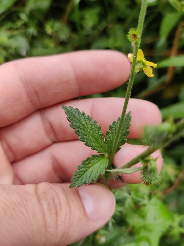 common agrimony