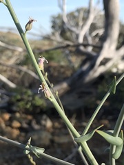 Streptanthus brachiatus