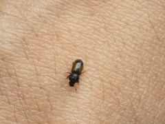 Trypodendron