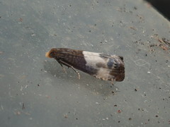 Notocelia cynosbatella