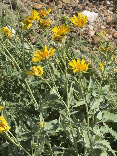 cowpen daisy
