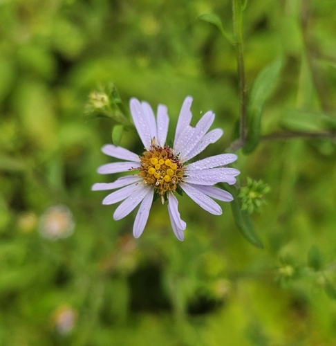Symphyotrichum prenanthoides, photograph 6