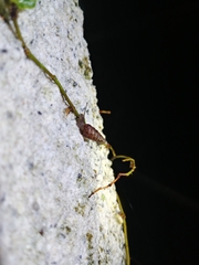 Pseudobuliminus incertus