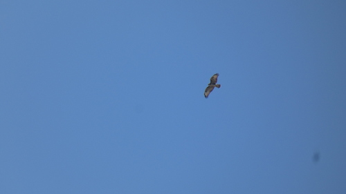 Common Buzzard