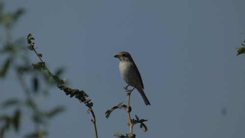 Red-backed Shrike
