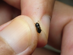 Trypodendron