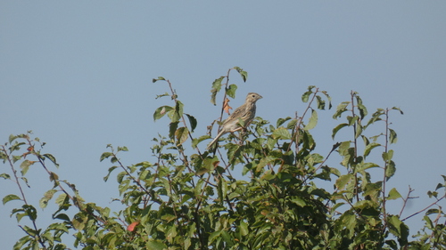 Corn Bunting