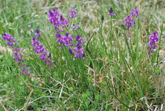 Polygala nicaeensis