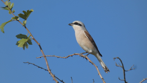 Red-backed Shrike
