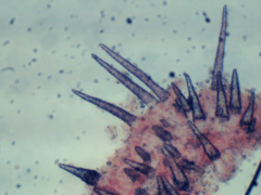 Peniophorella pubera