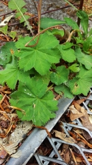 Alchemilla mollis