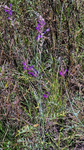 Astragalus varius, photograph 2