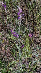 (c) Анна Митрошенкова, some rights reserved (CC BY) Astragalus varius, photograph (c) Анна Митрошенкова, some rights reserved (CC BY)