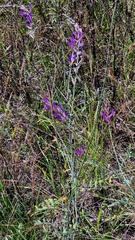 (c) Анна Митрошенкова, some rights reserved (CC BY) Astragalus varius, photograph (c) Анна Митрошенкова, some rights reserved (CC BY)