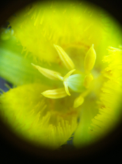 Calochortus monophyllus