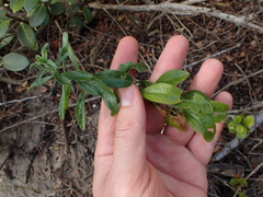 Felicia erigeroides