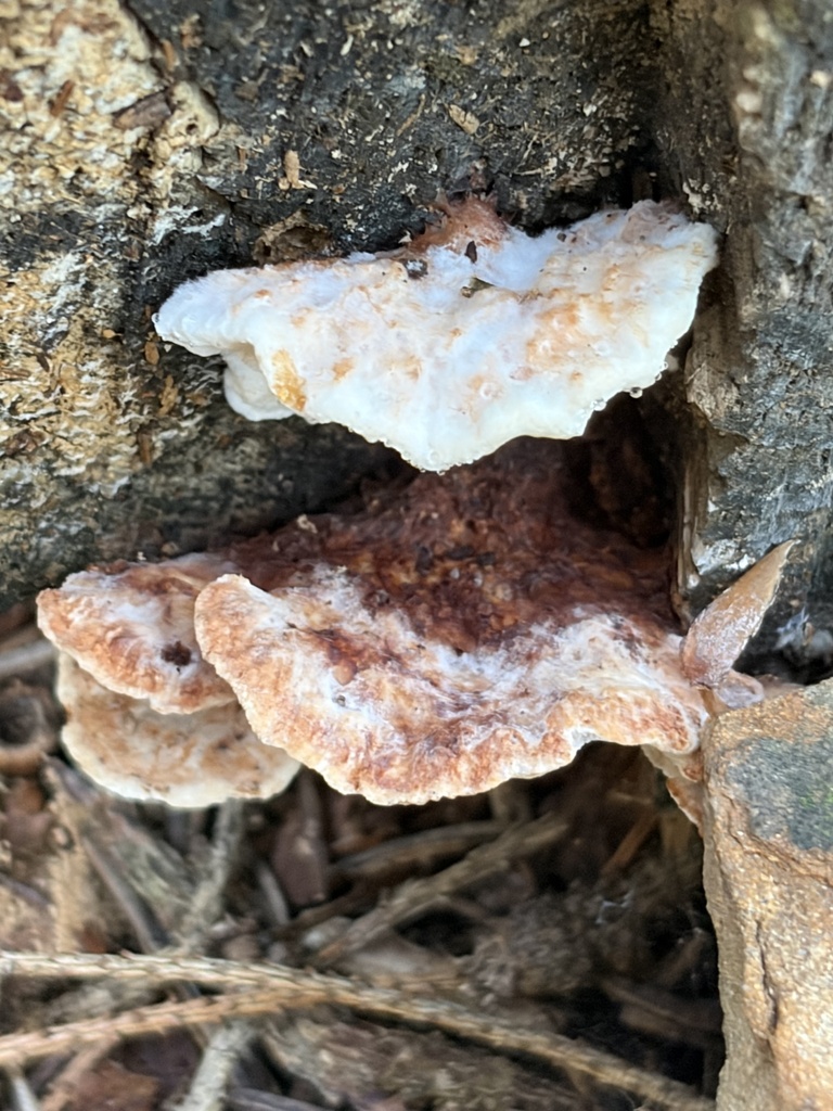 brown-staining cheese polypore · August 2026 · photo: Photo: (c) Julie Travaglini, some rights reserved (CC BY) · iNaturalist