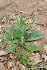 Cirsium pannonicum