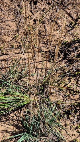 Koeleria glauca, photograph 5