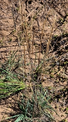 Koeleria glauca, photograph (c) Анна Митрошенкова, some rights reserved (CC BY)