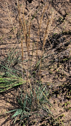 Koeleria glauca, photograph 6