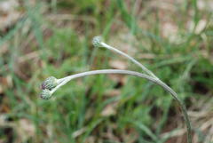 Cirsium pannonicum