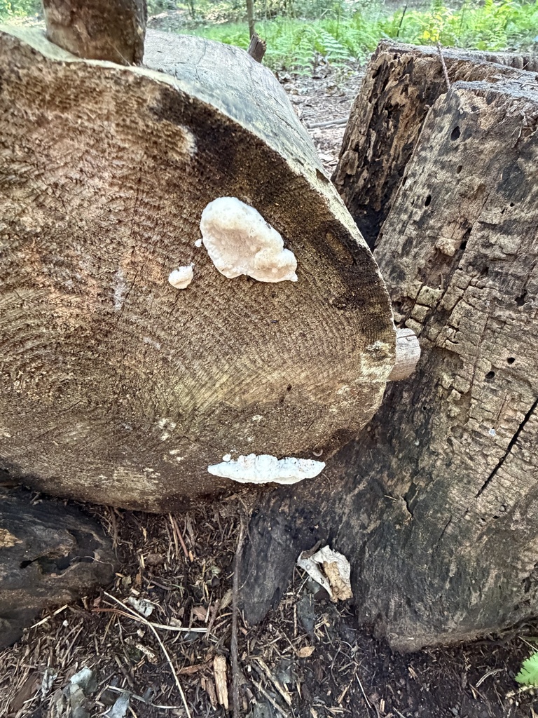 brown-staining cheese polypore · August 2026 · photo: Photo: (c) Julie Travaglini, some rights reserved (CC BY) · iNaturalist
