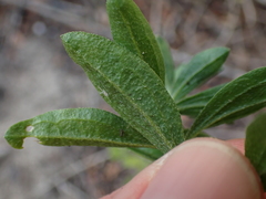 Felicia erigeroides