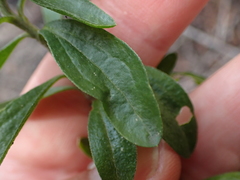 Felicia erigeroides