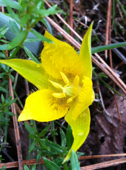 Calochortus monophyllus