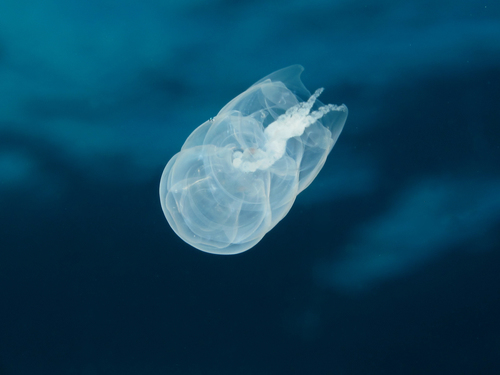 Representative image of Hippopodius