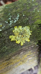 Xanthoria parietina