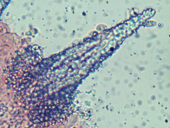 Peniophorella pubera