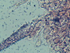 Peniophorella pubera