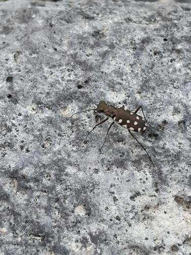 Calomera aulicoides