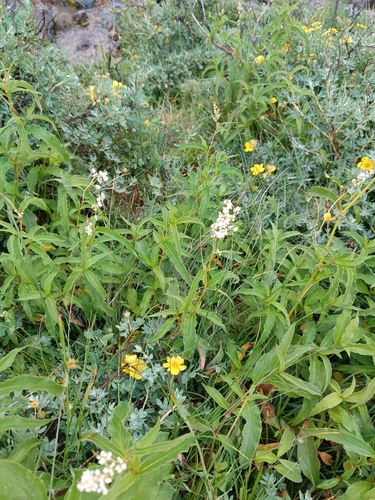Koenigia alpina, 2026-08-14