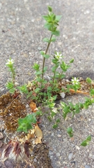 Arenaria serpyllifolia
