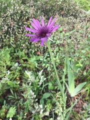 Tragopogon porrifolius
